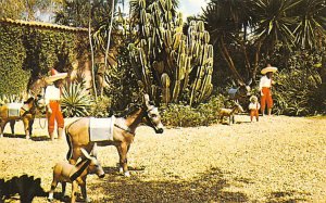 Mexico Scene Cypress Garden Donkey Unused 