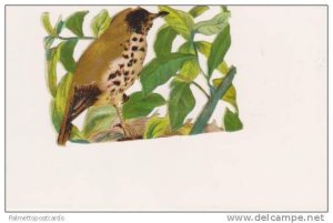 Victorian Scrap Paper: Brown Spotted Bird Sitting on Branch Among Leaves, 1890s