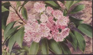 Mountain Laurel Postcard