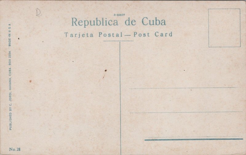 Cuba Climbing The Royal Palm Habana Havana Vintage Postcard C135