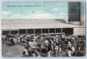 1922 Plainview Texas Postcard Baby Beeves Helen Temple Farm Cow Herd Field