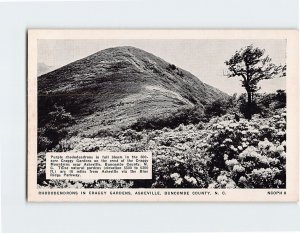 Postcard Rhododendrons In Craggy Gardens, Asheville, North Carolina