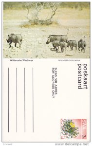 Warthogs, Namibia, South West Africa, 40-60s