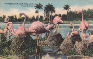 Flamingoes At Hialeah Race Track Miami Florida