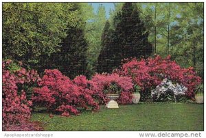 South Carolina Charleston Azales in Beautful Middleton Gardens