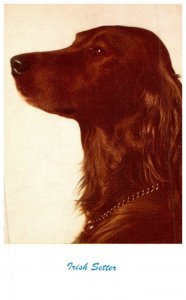 Dog , Irish Setter