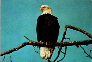 Birds Bald Eagle National Emblem Of The United States