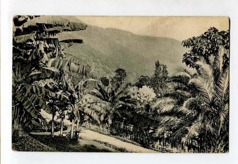 3137927 Caucasus Abkhazia GAGRA Alley banana & palm trees Gagry