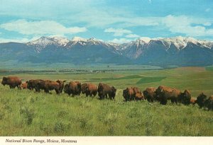 National Bison Range,Moiese,MT