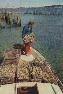 Bassin D'Arcachon French Oyster Fishing Postcard