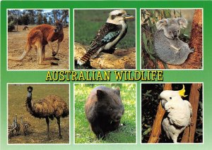 us7256 australian wild life australia