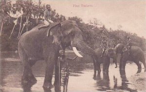 Ceylon Sri Lanka Elephants In River Fine Tuskers
