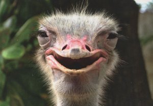 Smiling Ostrich Bird Stunning Real Photo Comic Postcard