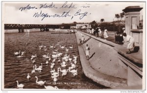 RP:The Swans, WEYMOUTH, Norfolk, England, United Kingdom, 10-20s