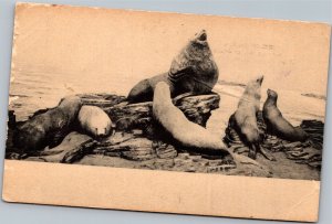 Postcard Steller Sea-Lion American Habitat Groups Los Angeles County Museum