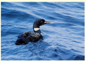 Common Loon