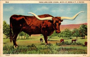 Texas Long Horn Steer BIN