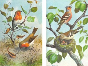 2~Postcards  Alfred Mainzer  TWO BIRDS Pecking Ground & BABIES In NEST  Belgium