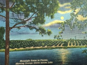 1952 Moonlight Scene in Florida Orange Grove Across Lake Vintage Postcard