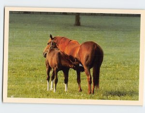 M-146255 Mare & Nursing Foal at Spendthrift Farm Gates Lexington Kentucky USA