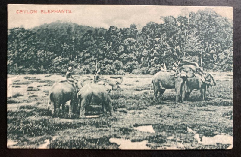 Mint Ceylon RPPC Real Picture Postcard Elephant Crossing The Jungle 