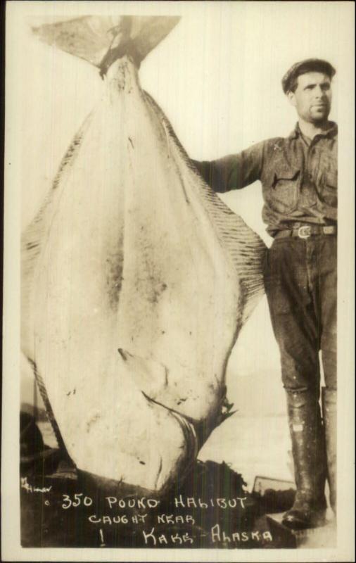 Kake Alaska AK Fishing Catch Man w/ 350lb Halibut Real Photo Postcard