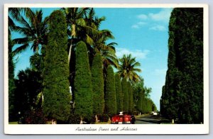 Avenue Of Australian Pines And Hibiscus In Florida, Vintage 1963 Chrome Postcard