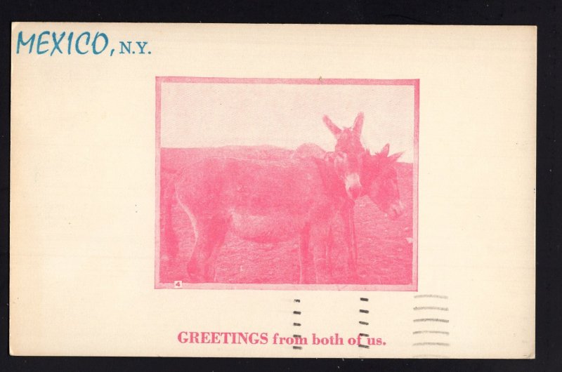New York MEXICO Greetings from both of us (Donkeys) pm1965 ~ WB