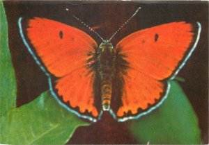 post card Lycaena Chrysopanus dispar Large Copper butterfly