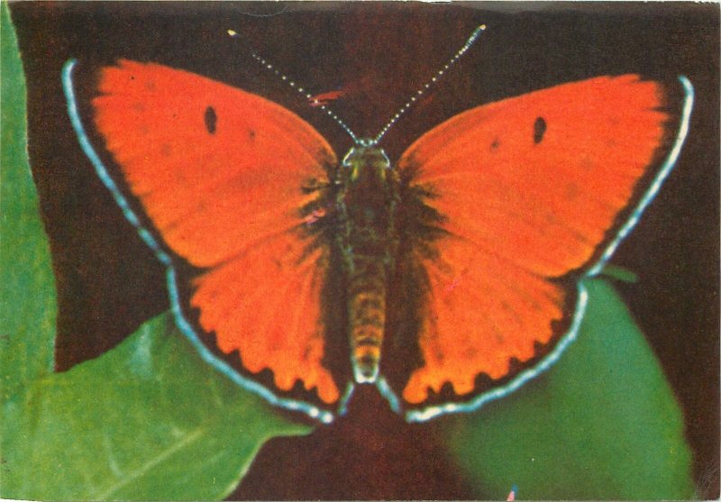 post card Lycaena Chrysopanus dispar Large Copper butterfly