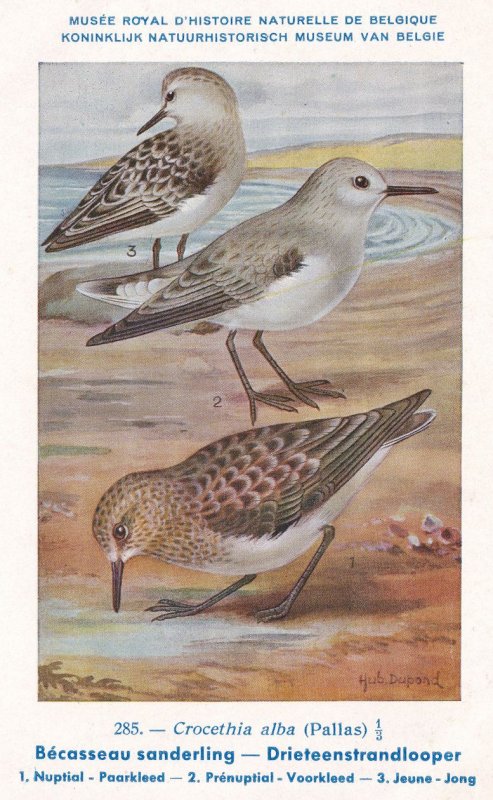 Sanderling Calidris Crocethia Alba Bird Antique Rare Postcard