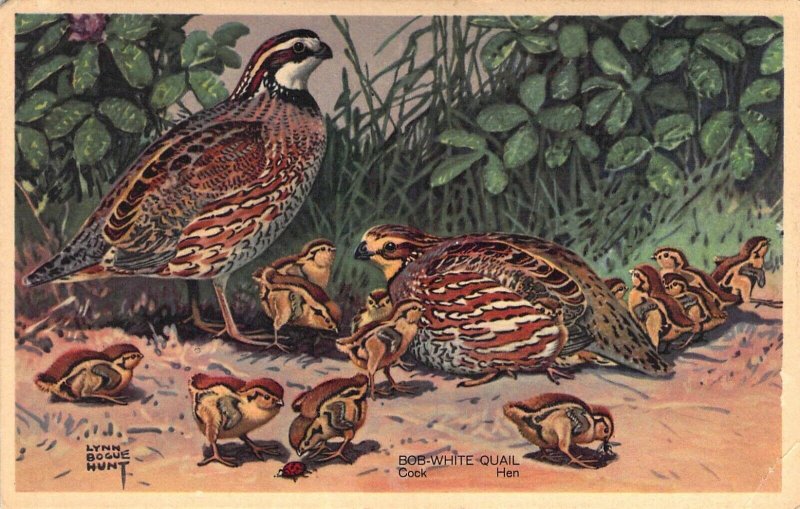 c.1939, Beautiful Birds, Bob-White Quail,Signed Art, US Publ, Old Postcard