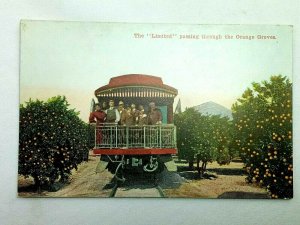 Vintage Postcard 1910's The Limited Passing Through the Orange Groves