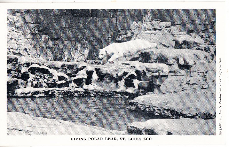 Diving Polar Bear      St Louis Zoo