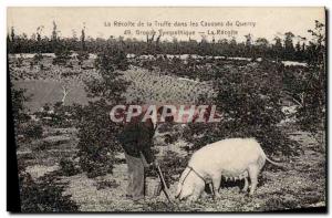 Old Postcard Pig Pig Folklore harvest of truffles in the limestone Quercy fri...