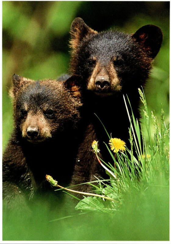 North American Black Bear Cubs