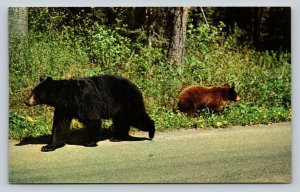 Mother Bear and Her Cub Along the Side of the Road Vintage Postcard 0741