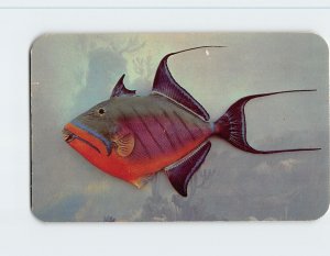 Postcard Queen Triggerfish, South Florida