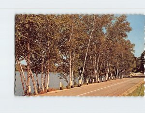 Postcard Graceful birches along the shores of Crystal Lake, Maine