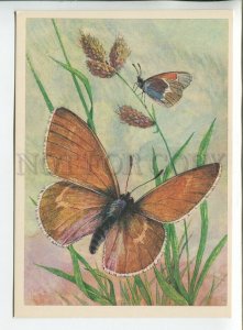 455241 1982 butterflies Sennitsa North Coenonympha tiphon viluiensis Men Aristov