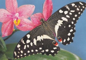 Papilio Demodocus Butterfly Postcard