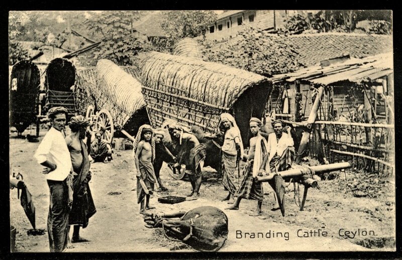 Ceylon  Ethnic Vintage Postcard Branding Cattle early 1900 FRESH  