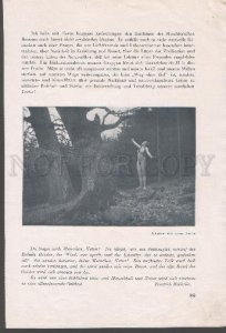 104259 NUDE RISQUE GIRL as WITCH in Forest Vintage PHOTO Print