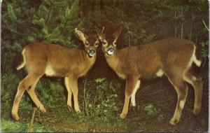 A Deer Message To A Dear Friend Unused Vintage Postcard D64