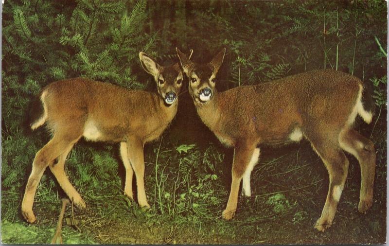 A Deer Message To A Dear Friend Unused Vintage Postcard D64