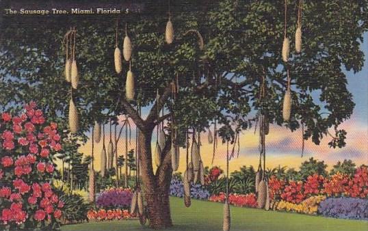 The Sausage Tree Miami Florida Curteiclh