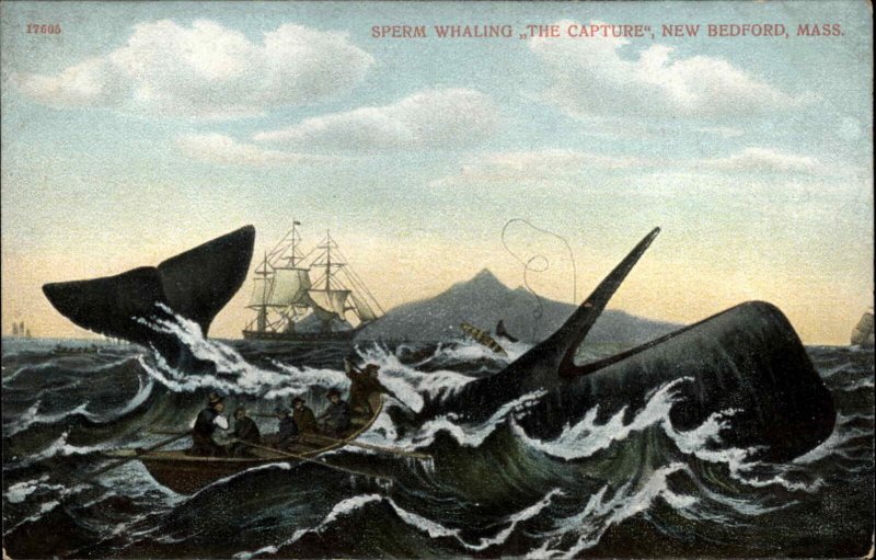 New Bedford Massachusetts MA Sperm Whale Fishing 1900s-10s Postcard