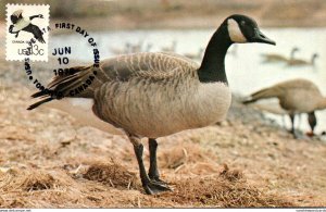 Birds The Giant Canada Goose