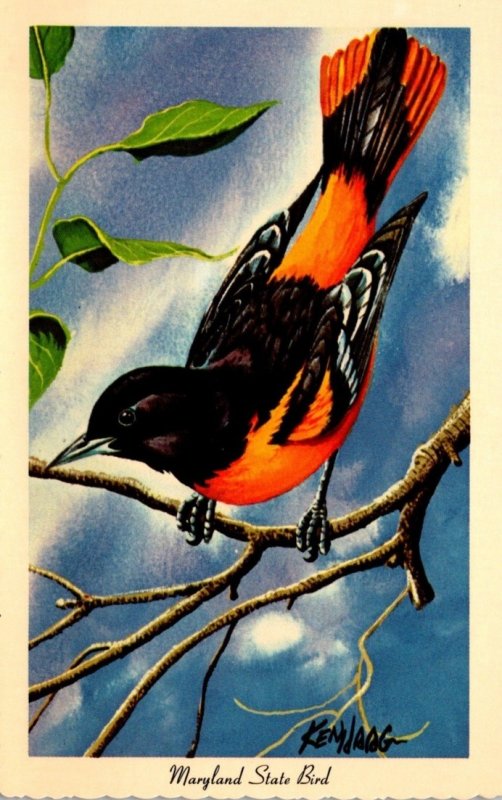 Maryland State Bird Baltimore Oriole