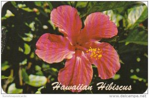 Hawaii Flowers Beautiful Hibiscus 1965